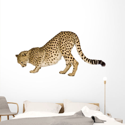 Cheetah Front White Wall Decal