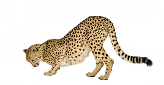 Cheetah Front White Wall Decal