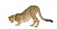 Cheetah Front White Wall Decal