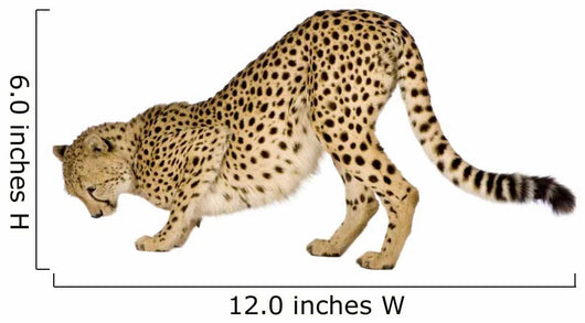 Cheetah Front White Wall Decal
