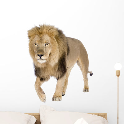 Walking Male Lion Wall Decal shown on a wall