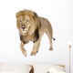 Walking Male Lion Wall Decal