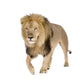 Walking Male Lion Wall Decal
