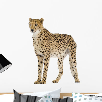 Standing Cheetah Wall Decal shown on a wall