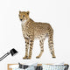 Standing Cheetah Wall Decal