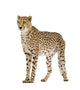 Standing Cheetah Wall Decal