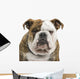English Bulldog Wall Decal