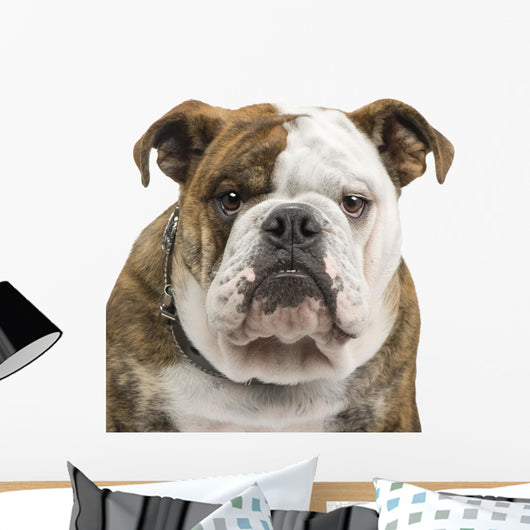 English Bulldog Wall Decal