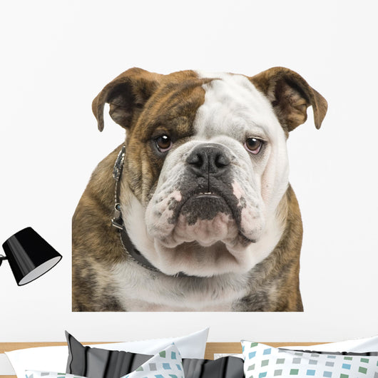 English Bulldog Wall Decal
