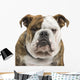 English Bulldog Wall Decal