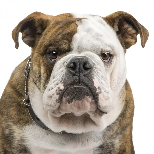 English Bulldog Wall Decal