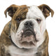 English Bulldog Wall Decal