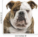 English Bulldog Wall Decal