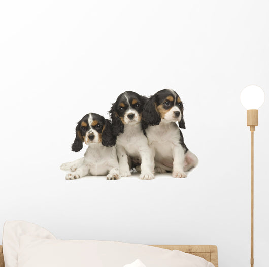 Cavalier King Charles Puppies Wall Decal