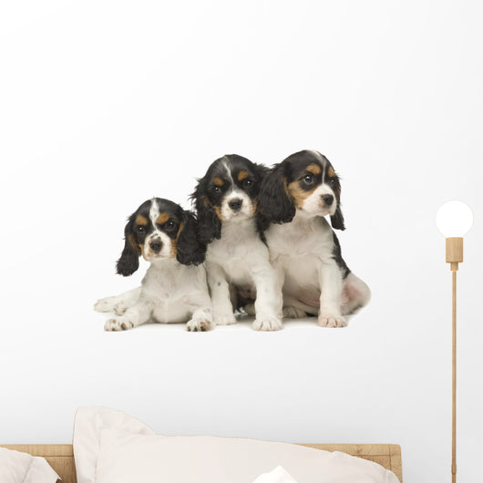 Cavalier King Charles Puppies Wall Decal