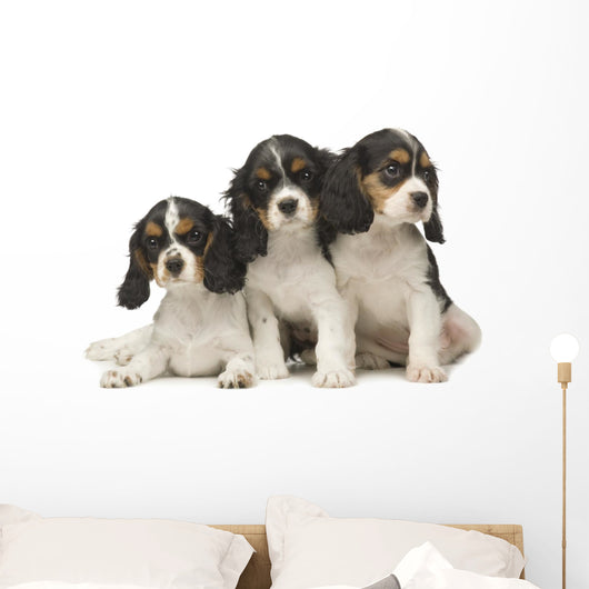 Cavalier King Charles Puppies Wall Decal