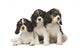 Cavalier King Charles Puppies Wall Decal