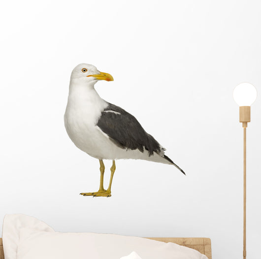 Herring Gull Side of Head Wall Decal