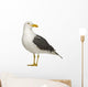 Herring Gull Side of Head Wall Decal