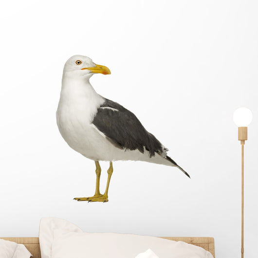 Herring Gull Side of Head Wall Decal