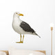 Herring Gull Side of Head Wall Decal
