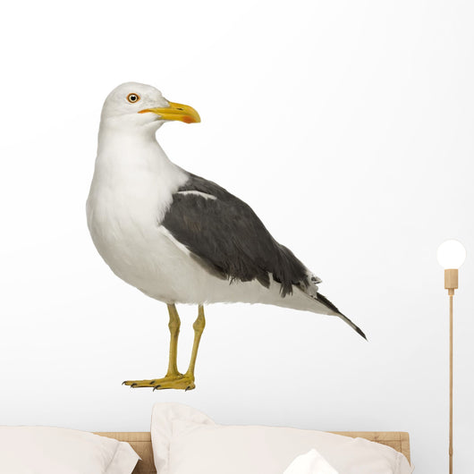Herring Gull Side of Head Wall Decal