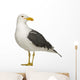 Herring Gull Side of Head Wall Decal