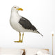 Herring Gull Side of Head Wall Decal