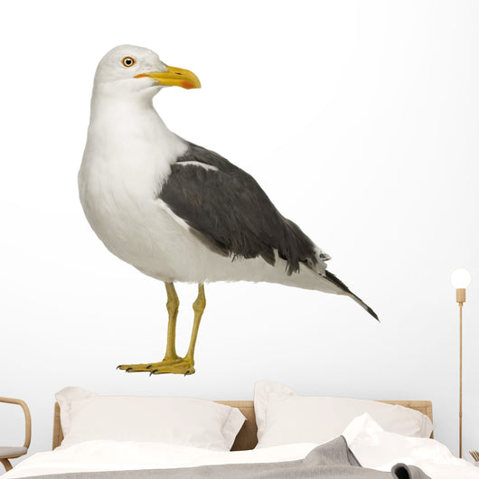 Herring Gull Side of Head Wall Decal