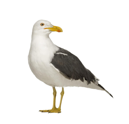Herring Gull Side of Head Wall Decal