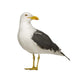 Herring Gull Side of Head Wall Decal