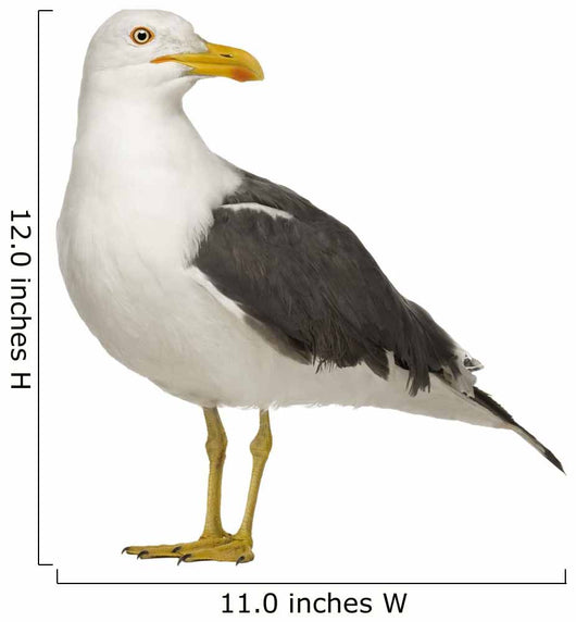 Herring Gull Side of Head Wall Decal