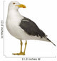 Herring Gull Side of Head Wall Decal