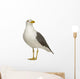 Herring Gull Wall Decal