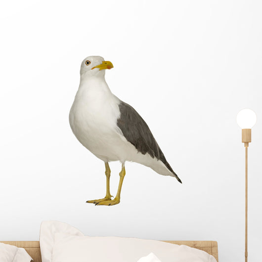 Herring Gull Wall Decal