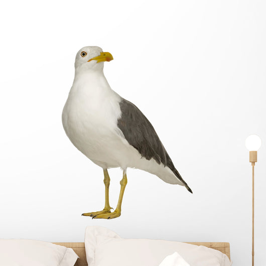 Herring Gull Wall Decal