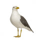 Herring Gull Wall Decal