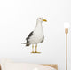 Herring Gull Seagull Wall Decal