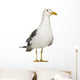 Herring Gull Seagull Wall Decal