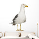 Herring Gull Seagull Wall Decal