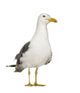 Herring Gull Seagull Wall Decal