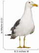 Herring Gull Seagull Wall Decal