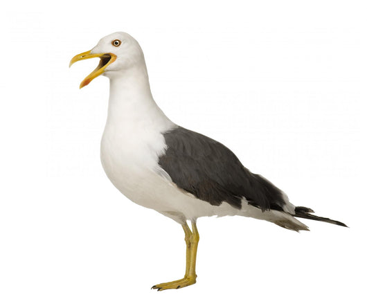 Herring Gull Screeching Wall Decal