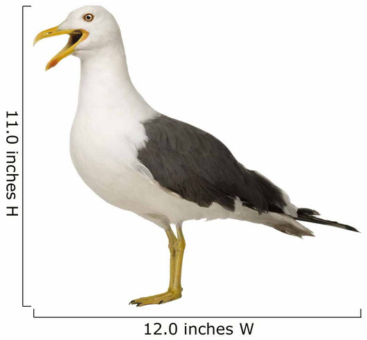 Herring Gull Screeching Wall Decal
