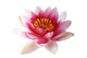 Lotus or Water Lily Wall Decal