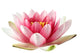 Open Lotus Waterlily Wall Decal