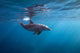 Surface Dolphin Wall Decal