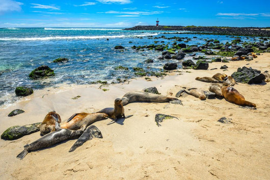 Basking Fur Seals Punta Carola Wall Decal