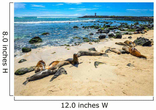 Basking Fur Seals Punta Carola Wall Decal