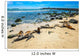 Basking Fur Seals Punta Carola Wall Decal